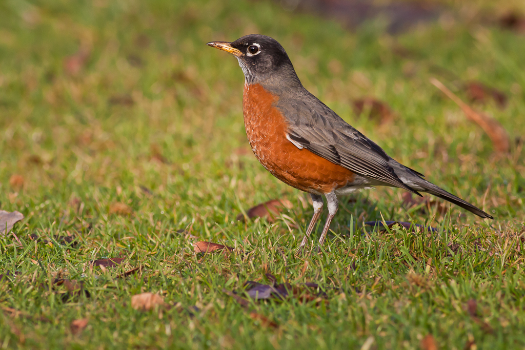 Natural Neighbors Project