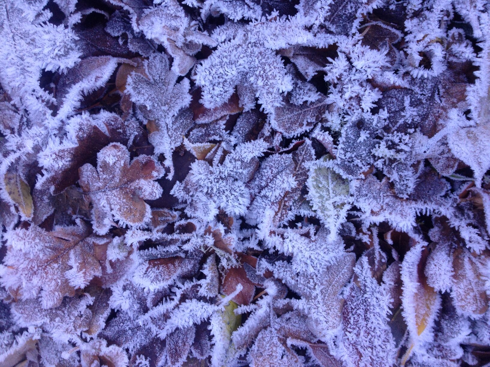 Winter frost